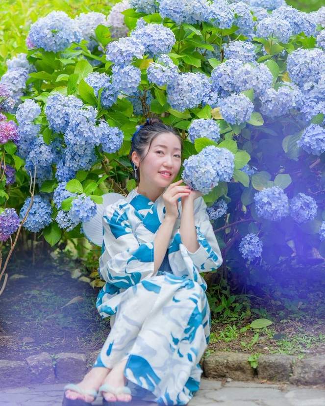 紫陽花の前に座る浴衣の女性